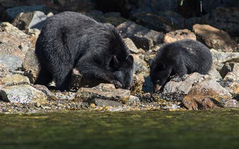 Black Bear Mother And Cub Feeding Grizzly Bear Tours And Whale Watching