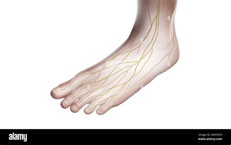 Nerves Of The Left Foot Illustration Stock Photo Alamy