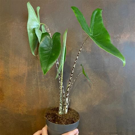 Well you're in luck, because here they come. Alocasia zebrina (14cm pot) - grow urban.