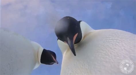 Curious Penguins Find Research Camera Take ‘selfie Video Wsvn 7news