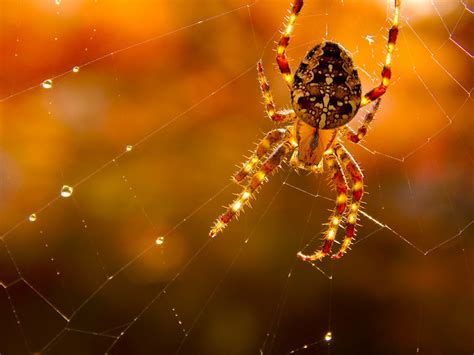 Autumn Spider Flickr Photo Sharing