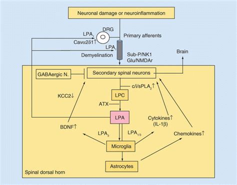 Lpa Receptor Signaling As A Therapeutic Target For Radical Treatment Of