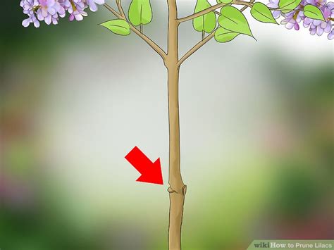 How To Prune Lilacs 9 Steps With Pictures Wikihow