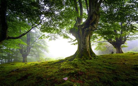 Moss Covered Old Tree Wallpaper Tree Wallpaper Nature Tree Forest