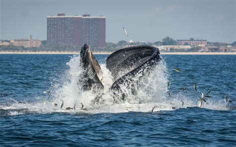 Whales