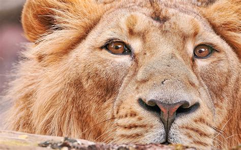 lion, Closeup, Animals Wallpapers HD / Desktop and Mobile Backgrounds