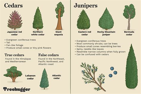 Differentiating Between Cedars And Junipers