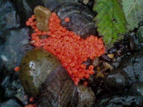 See full list on fws.gov Salmon Monitoring Results for Community Salmon ...