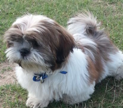 The male puppies are always costlier in comparison to their female counterparts. Shih Tzu Training and Care | Beverly Hills Dog Training