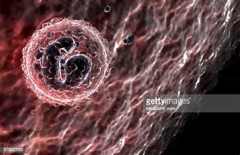 Monocytes Photos And Premium High Res Pictures Getty Images