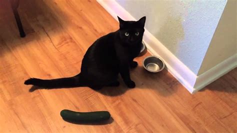 Cat Scared Of Cucumber Youtube