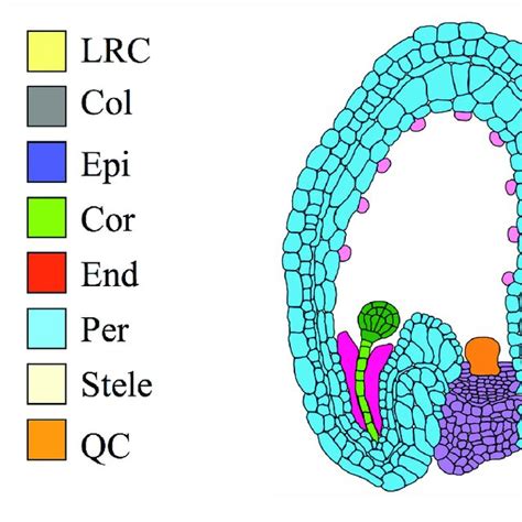 Organs And Tissues Discussed In This Paper Left Transverse Section