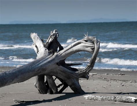 Where Does Driftwood Come From Smore Science Magazine