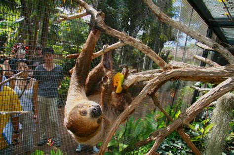 Linnes Two Toed Sloth Honolulu Zoo Society