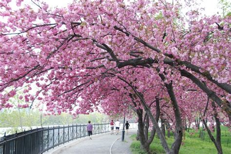 Photo Entry Cherry Blossom Tree