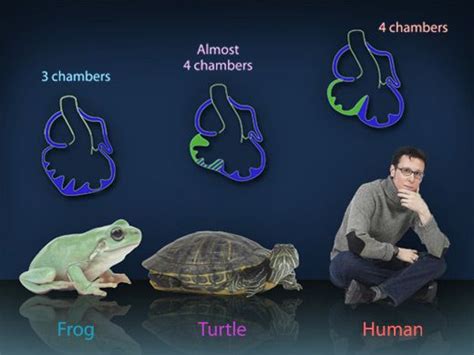 The heart of fishes consists of four chambers, a sinus venosus, an atrium, a ventricle and a conus or a bulbus arteriosus (fig. Mammals Have Four Chambered Heart - Pets Lovers