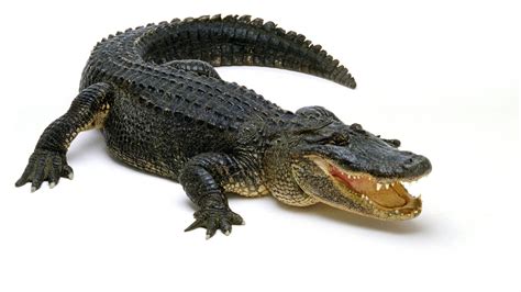 Pin By Lam Cuong On Animals American Alligator Animals Alligator