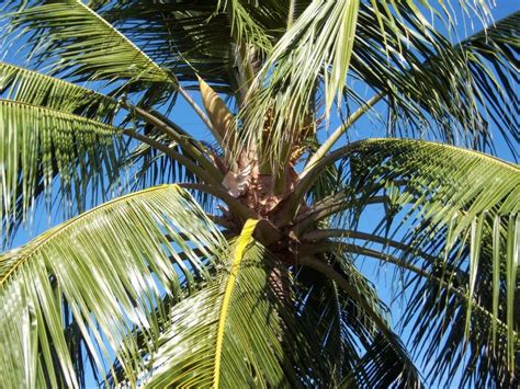 Free Picture Tree Coconut Paradise Palm Tree Beach Exotic Summer