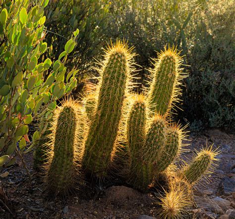 Arizona Hedgehog Cactus John Drummond Flickr