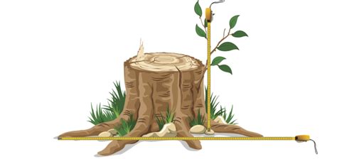 How To Measure Kevin And Sons Tree Stump Removal