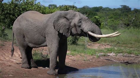 A Giant Elephant Bull Visits Royal Malewane 18 24 March 2019 Youtube