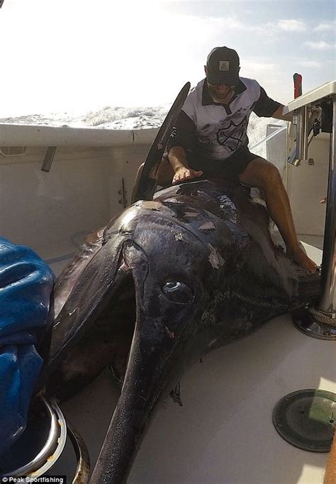 Biggest Ever Blue Marlin Caught In Australian Waters Daily Mail Online