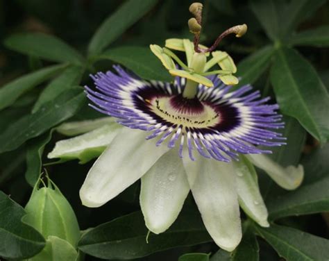 Maypop Purple Passionflower Passiflora Incarnata Growing And Care
