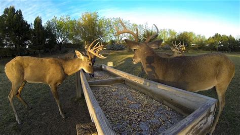 White Tailed Deer At Feed Trough La Bota Ranch Youtube