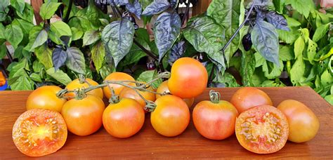 Yellow Tomatoes Russian Swirl Dwarf Project Tomato