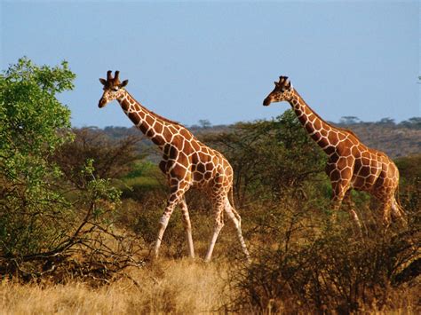 animals giraffe giraffa camelopardalis african ungulates mammal highest land animals