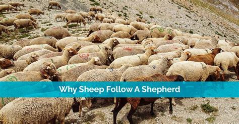 How Do Sheep Follow The Shepherd