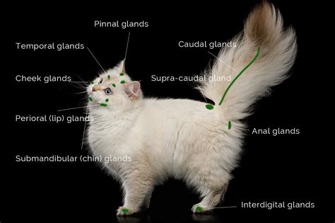 Cat Scent Glands Tail Cat Meme Stock Pictures And Photos