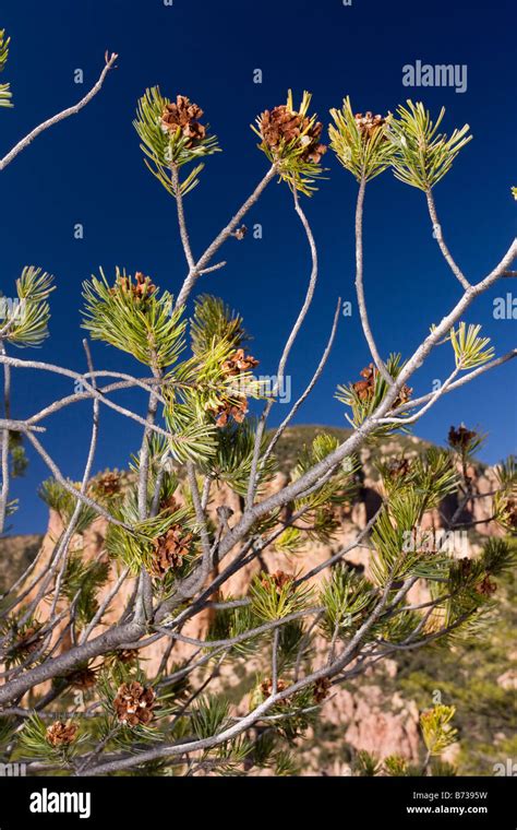 Mexican Pinyon Pine Pinus Cembroides Hi Res Stock Photography And