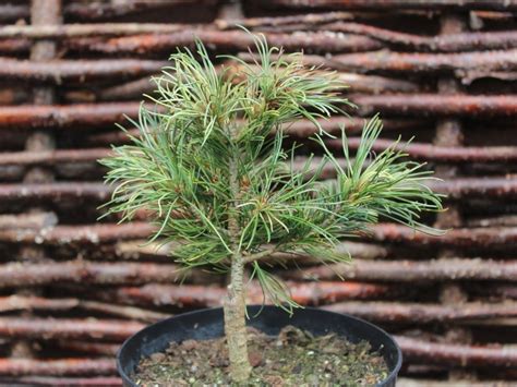 Check spelling or type a new query. Pinus parviflora 'Tanima-no-yuki' - Plants