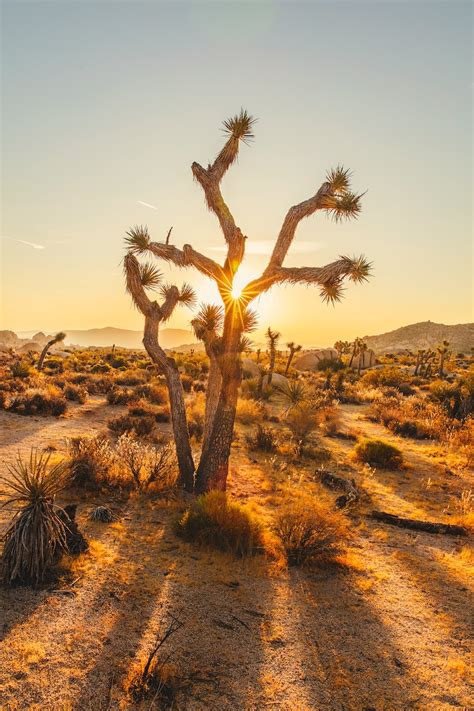 Joshua Tree Sunrise Photography Tips 9 Magical Spots The Pretty Pic