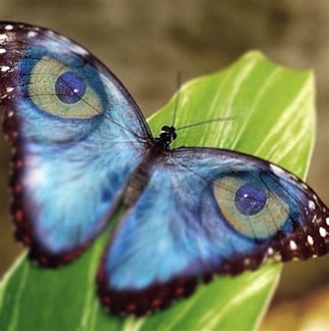 Take A Look At This Amazing Beautiful Butterfly Wings Illusion Illusion