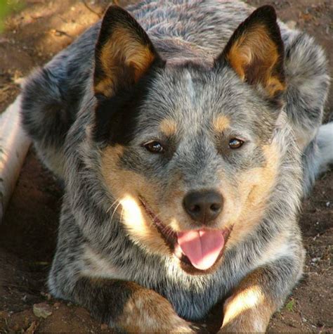 They are also resistant to environmental. Ferona Kennels - Australian Cattle Dog, Rough Collie ...
