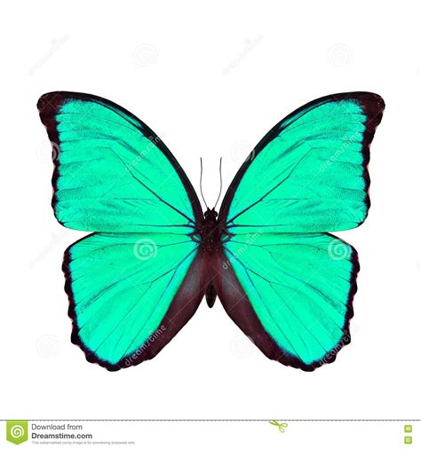 Light Green Butterfly Stock Photos 10959 Images