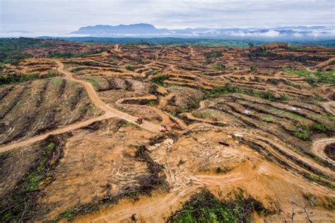Deforestasi Antara Kebutuhan Ekonomi Dan Krisis Lingkungan