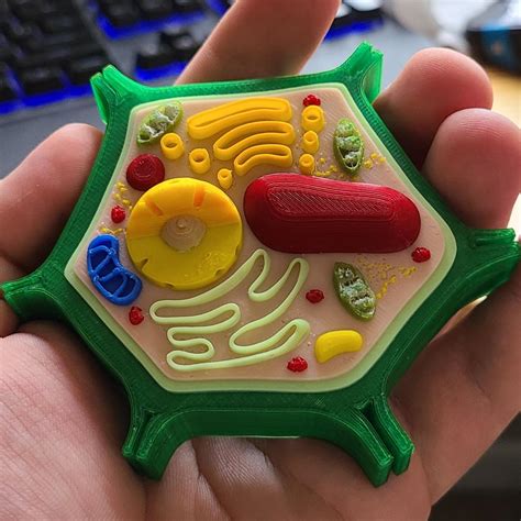 I 3d Printed A Plant Cell Model To Help Teach Intro Plant Biology Botany
