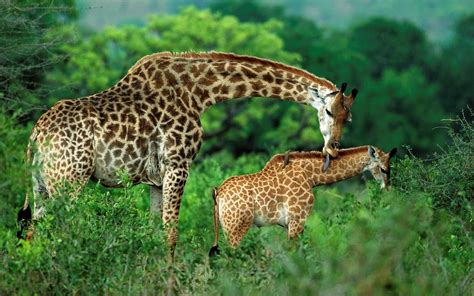 Animal Giraffe With Their Child Wallpaper Free Download