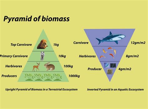 Biomass Pyramid Ocean