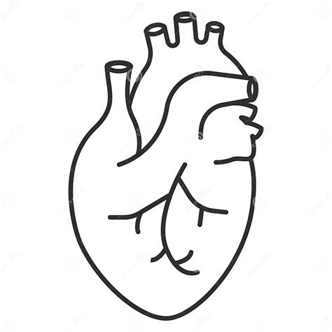 Human Heart Icon Anatomically Correct Heart With Venous System Icon