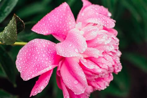Bright Pink Peony With Rain Drops On The Petals Stock Photo Image Of