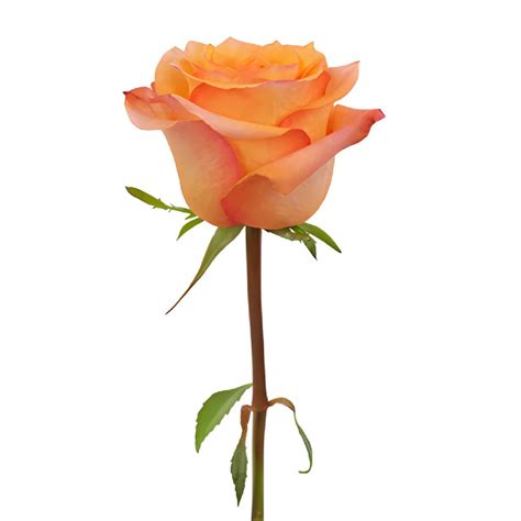 Twilight Light Orange Rose Bulk Roses Fiftyflowers