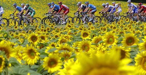 2008 Tour De France Tour De France France Photos Sunflower Fields