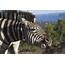 Zebra  Animal Review