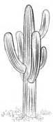 In case you don\'t find what you are looking for, use the top search bar to search again! Cactus coloring pages | Free Coloring Pages