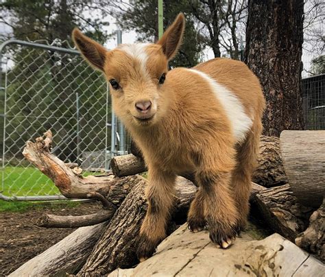 Nigerian Dwarf Baby Goats For Sale In California Miniature Dairy Goats Ca