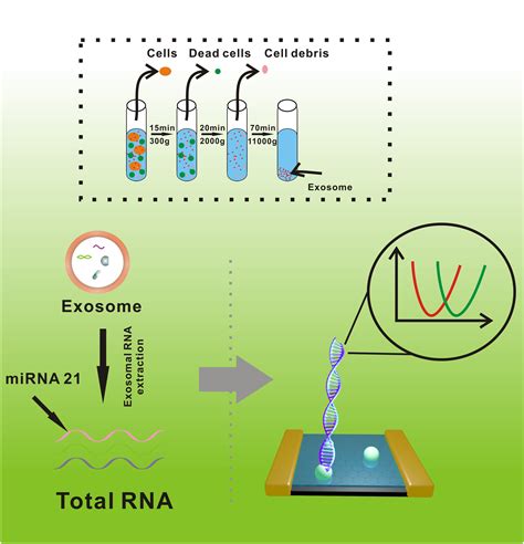 Cell Press Star Protocols